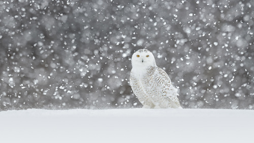 Owl in the wild in the snow Stock Photo