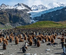 Penguin Island Stock Photo
