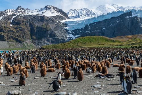 Penguin Island Stock Photo