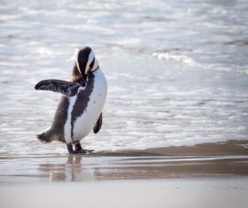 Penguin cleaning feathers Stock Photo