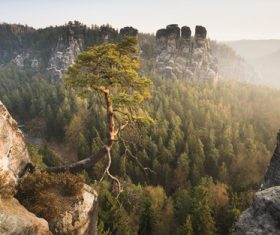 Pine trees on the cliff Stock Photo