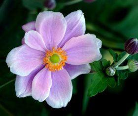 Pink blooming flowers and buds Stock Photo