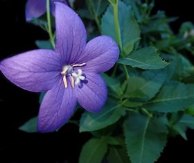 Purple campanula flowers Stock Photo