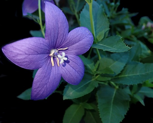 Purple campanula flowers Stock Photo
