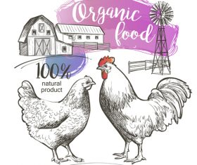 Qrganic food chicken hand drawn poster vector