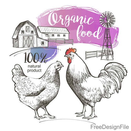 Qrganic food chicken hand drawn poster vector