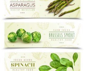 Realistic asparagus vegetables banners vector