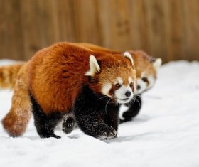 Red panda walking on the snow Stock Photo