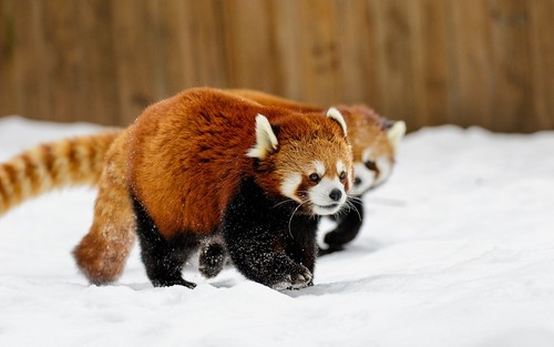 Red panda walking on the snow Stock Photo