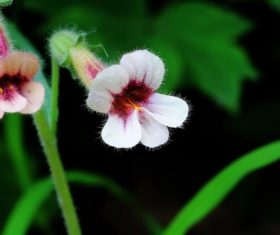 Rehmannia glutinosa Libosch Stock Photo 01