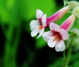 Rehmannia glutinosa Libosch Stock Photo 02