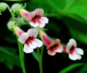 Rehmannia glutinosa Libosch Stock Photo 03
