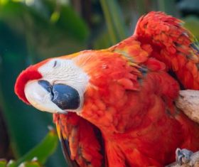 Scarlet macaw Stock Photo 01