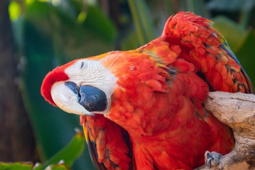 Scarlet macaw Stock Photo 01