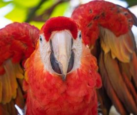 Scarlet macaw Stock Photo 02