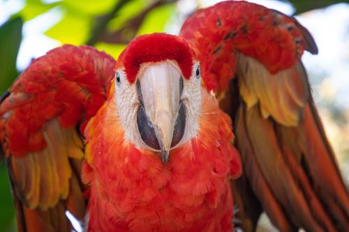 Scarlet macaw Stock Photo 02