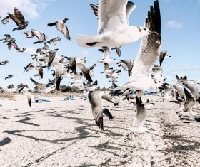 Seagulls flying on the beach Stock Photo