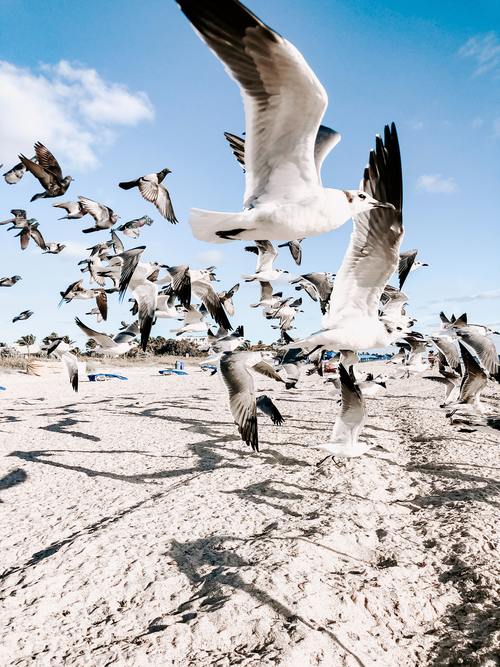 Seagulls flying on the beach Stock Photo