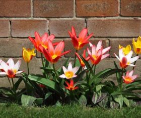 Several flowers growing in the corner of the brick wall Stock Photo