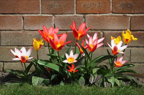 Several flowers growing in the corner of the brick wall Stock Photo