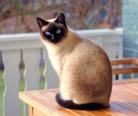Short-haired Siamese cat Stock Photo 01
