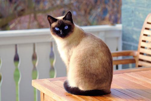 Short-haired Siamese cat Stock Photo 01