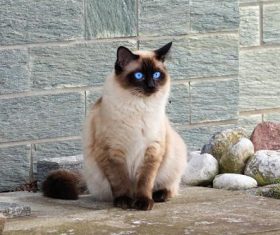 Short-haired Siamese cat Stock Photo 03