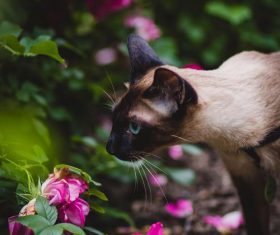 Short-haired Siamese cat Stock Photo 04
