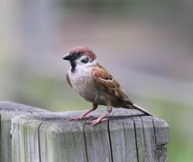 Small and delicate sparrow Stock Photo 01