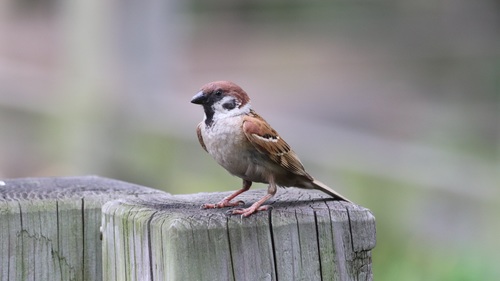 Small and delicate sparrow Stock Photo 01