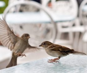 Small and delicate sparrow Stock Photo 02