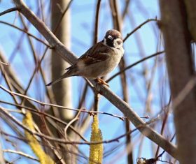 Small and delicate sparrow Stock Photo 03