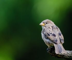 Small and delicate sparrow Stock Photo 04