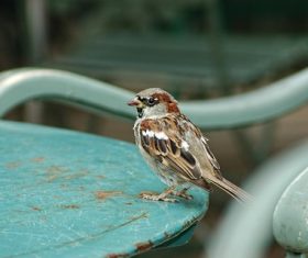 Small and delicate sparrow Stock Photo 05