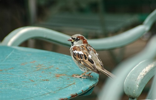 Small and delicate sparrow Stock Photo 05