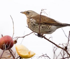 Small and delicate sparrow Stock Photo 06
