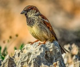 Small and delicate sparrow Stock Photo 07