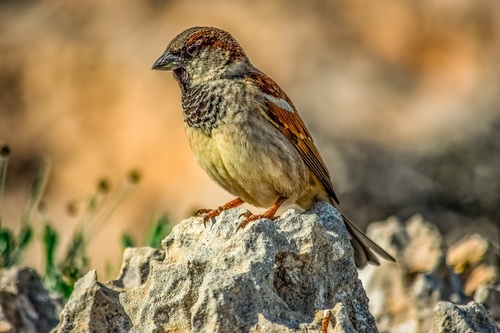 Small and delicate sparrow Stock Photo 07