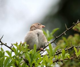 Small and delicate sparrow Stock Photo 08