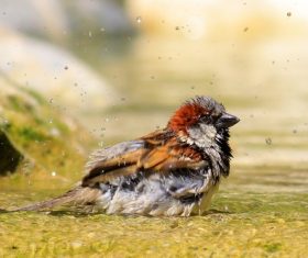 Small and delicate sparrow Stock Photo 10
