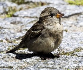 Small and delicate sparrow Stock Photo 11