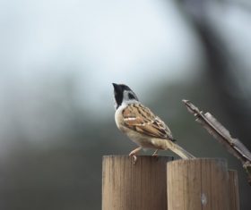Small and delicate sparrow Stock Photo 12