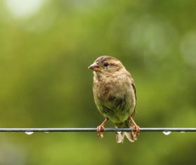 Small and delicate sparrow Stock Photo 13