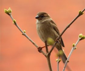 Small and delicate sparrow Stock Photo 14