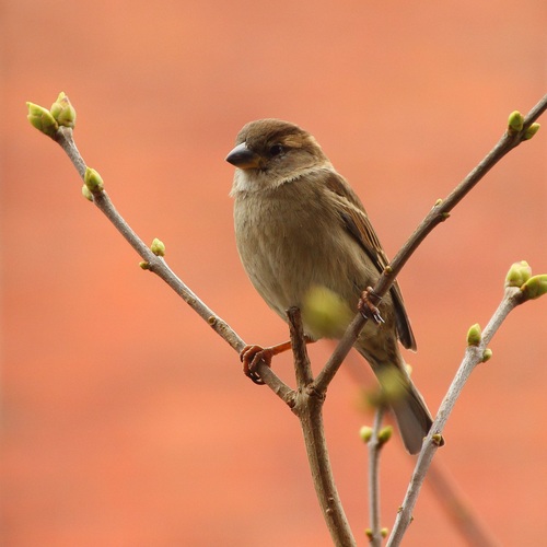 Small and delicate sparrow Stock Photo 14