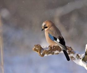 Sparrow on a branch in the snowy day Stock Photo