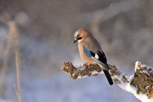 Sparrow on a branch in the snowy day Stock Photo