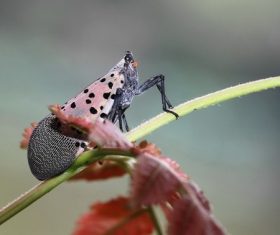 Spot clothing wax cicada Stock Photo 05