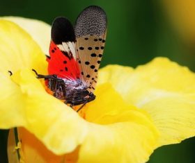 Spot clothing wax cicada Stock Photo 08