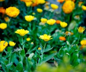Stock Photo Yellow daisy